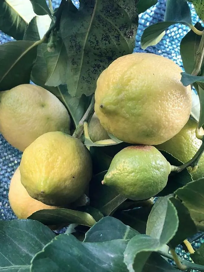 L'Agrifoglio Dell'Etna Bed & Breakfast Trecastagni