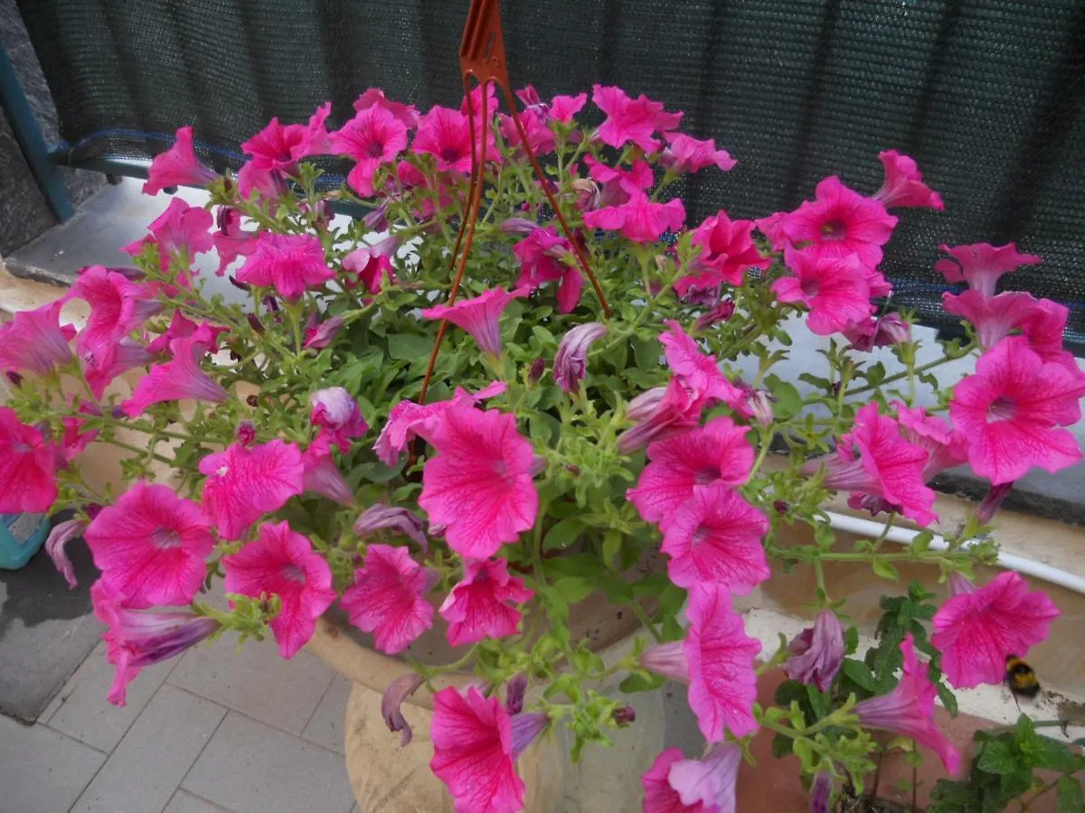 L'Agrifoglio Dell'Etna Bed & Breakfast Trecastagni 0*,