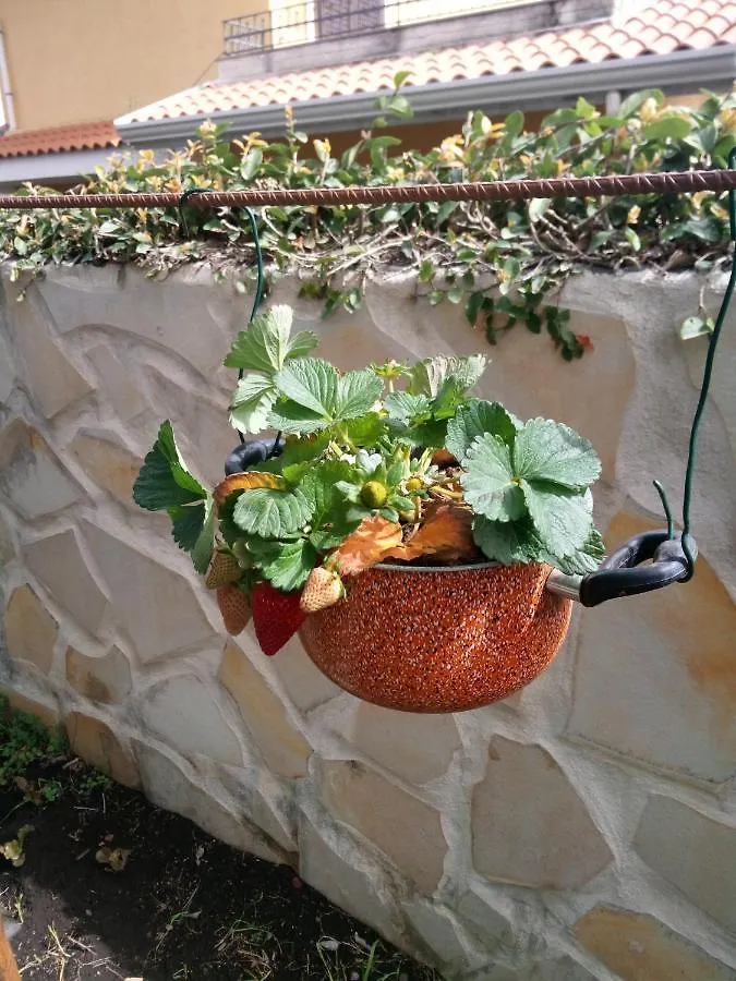 L'Agrifoglio Dell'Etna Bed & Breakfast Trecastagni 0*,