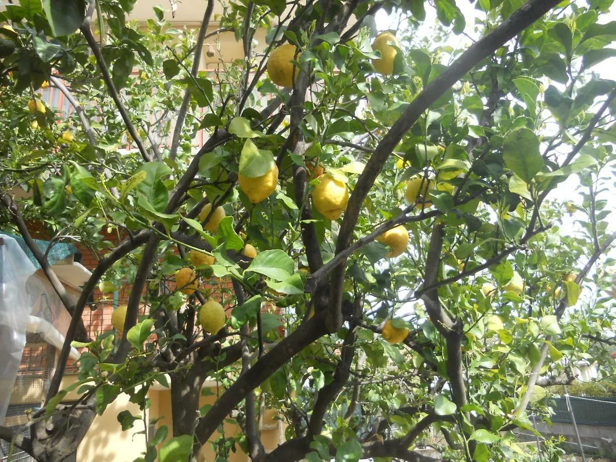 L'Agrifoglio Dell'Etna Bed & Breakfast Trecastagni Italy