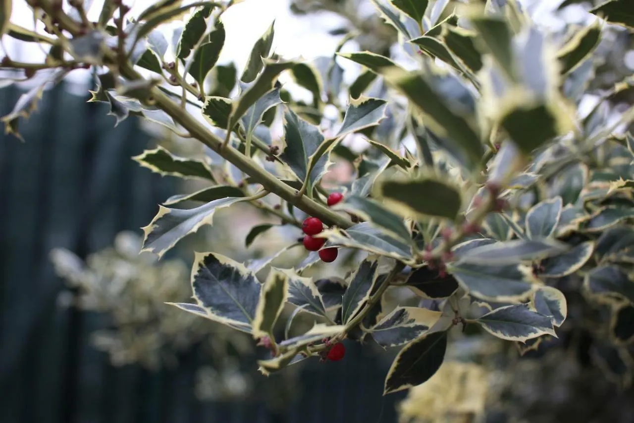 L'Agrifoglio Dell'Etna Bed & Breakfast Trecastagni