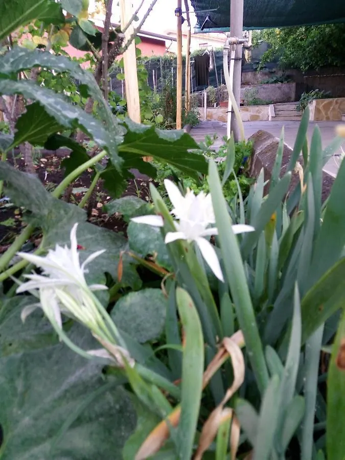 L'Agrifoglio Dell'Etna Bed & Breakfast Trecastagni